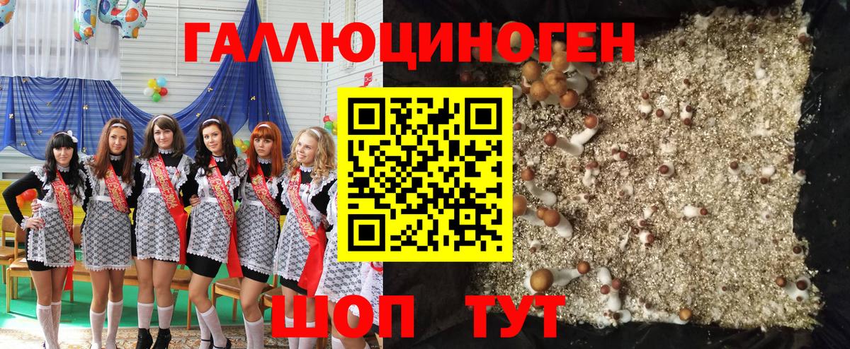 Псилоцибиновые грибы Psilocybine cubensis  Вход с VPN  Осинники 