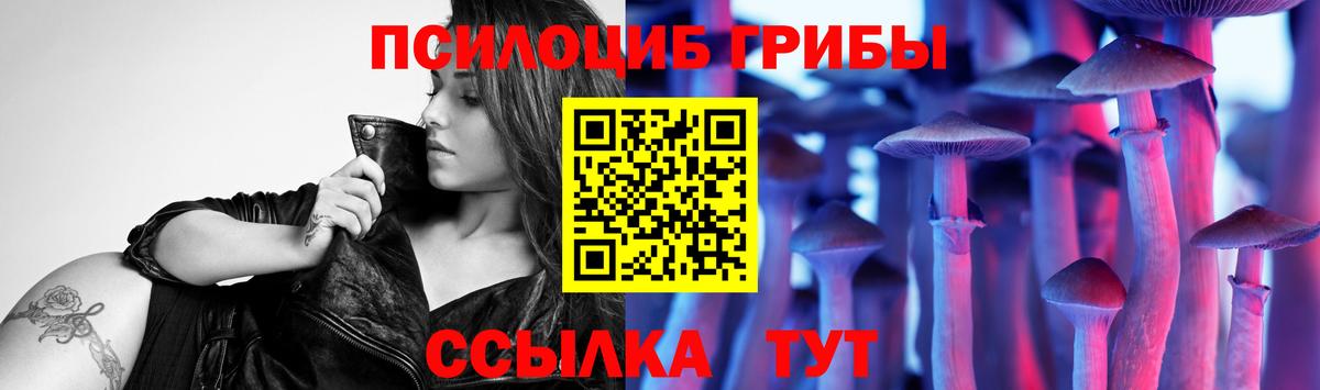 Псилоцибиновые грибы Psilocybe Осинники